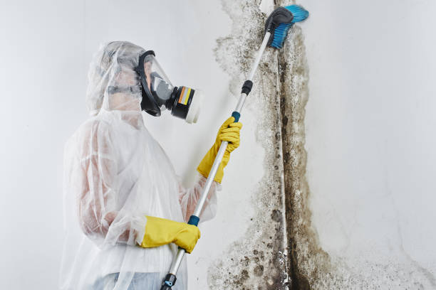 Best Mold Remediation for Specific Building Types in Montgomery, IN