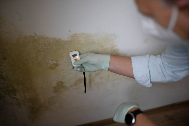 Best Kitchen Mold Remediation in Montgomery, IN