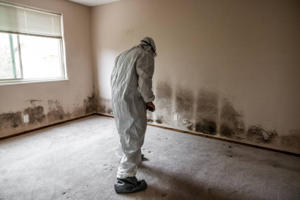 Best Attic Mold Remediation in Montgomery, IN